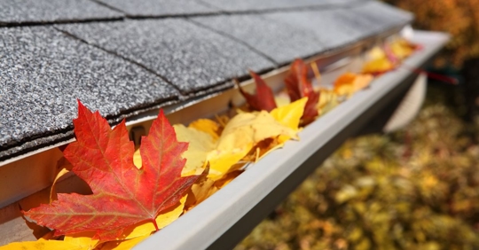 leaves in gutter