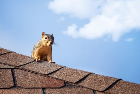 squirrel on roof