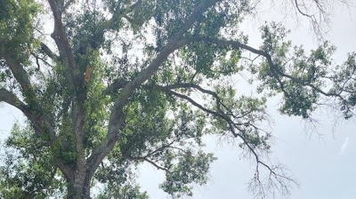 Residential Roof Photo