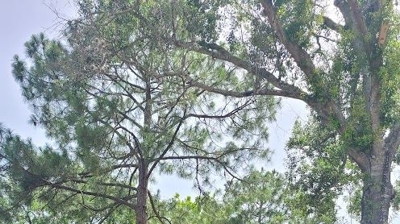 Residential Roof Photo