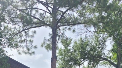 Residential Roof Photo