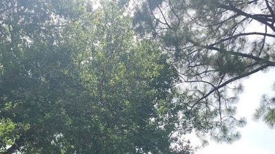 Residential Roof Photo