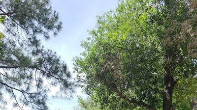 Residential Roof Photo