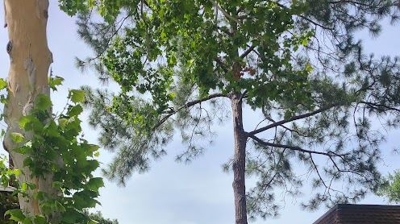 Residential Roof Photo